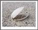 Mussel